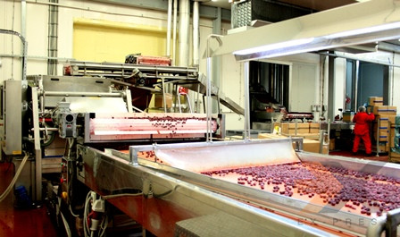 Фабрика производства замороженных ягод, фруктов и овощей Москва - изображение 1