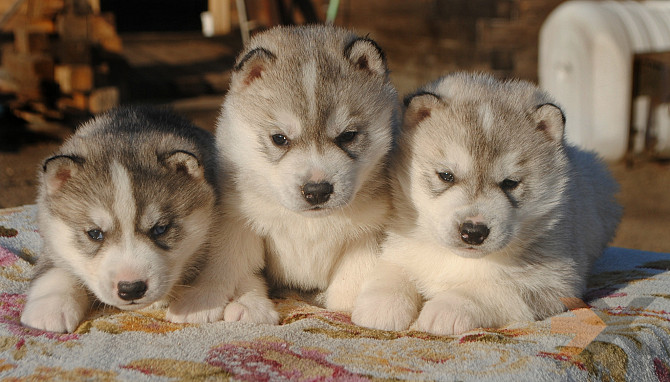 Продам щенков Сибирский Хаски Магадан - изображение 1