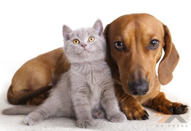 Передержка кошек и собак Магадан - изображение 1