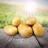Продажа картофеля мелким и крупным оптом в Алтайском крае и по всей России Барнаул
