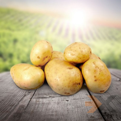 Продажа картофеля мелким и крупным оптом в Алтайском крае и по всей России Барнаул - изображение 1