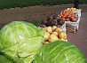 Отборные картошка, морковь, свекла, капуста и другие овощи от поставщика в Алтайском крае Барнаул