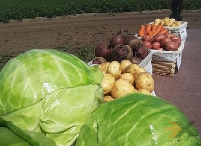 Отборные картошка, морковь, свекла, капуста и другие овощи от поставщика в Алтайском крае Барнаул - изображение 1