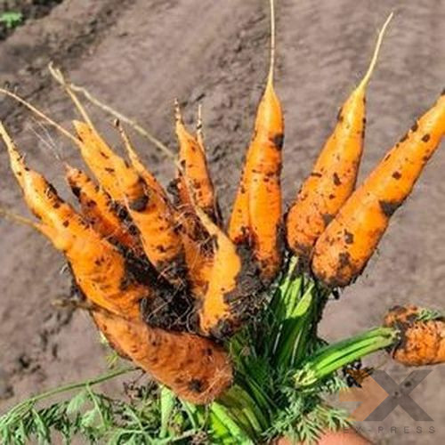Лучшие сорта моркови мелким и крупным оптом в Барнауле, Новоалтайске и Бийске Барнаул - изображение 1