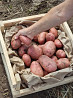 11 сортов отборного картофеля в Барнауле от поставщика Барнаул