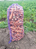Морковь от производителя для готовки и производства сока Барнаул