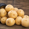 Ранний картофель в Алтайском крае оптом Барнаул
