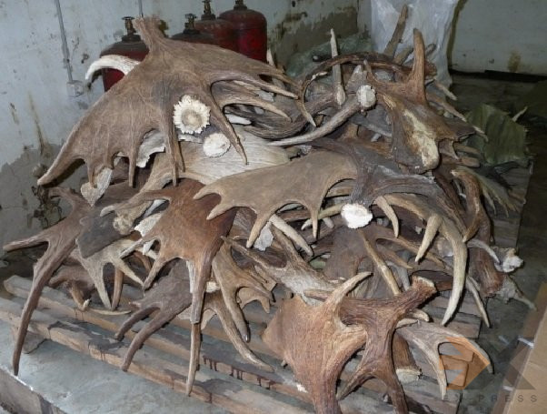 Рога оленя лося марала мамонта Магадан - изображение 1