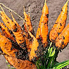Быстрая доставка капусты, картошки, свеклы и моркови по Алтаю Барнаул
