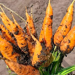 Быстрая доставка капусты, картошки, свеклы и моркови по Алтаю Барнаул - изображение 1