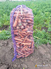 Свежий картофель, морковь, капуста и свекла весной в Алтайском крае Барнаул