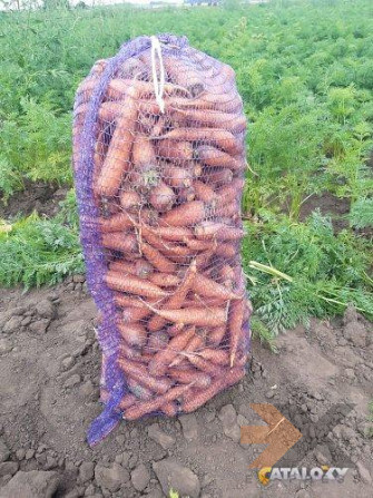 Свежий картофель, морковь, капуста и свекла весной в Алтайском крае Барнаул - изображение 1