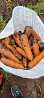 Бронирование раннего урожая картошки и морковки в Алтайском крае Барнаул